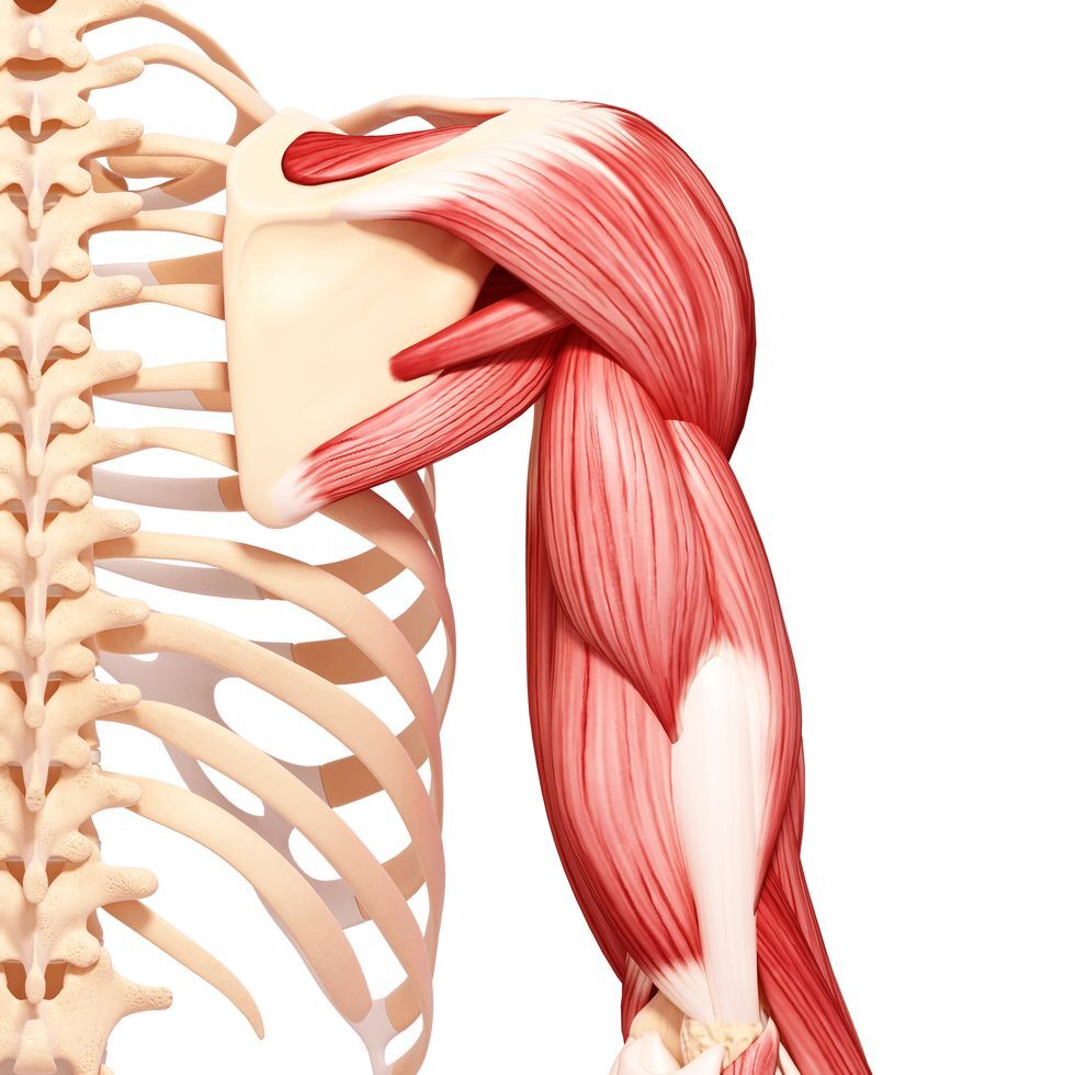What Are The Triceps Muscles?